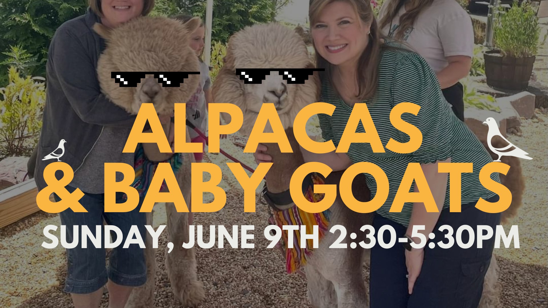 alpacas & baby goats